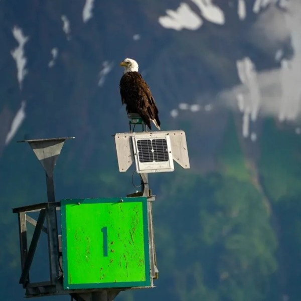 Bald eagle perched on a post with solar panel against snowy mountain background.