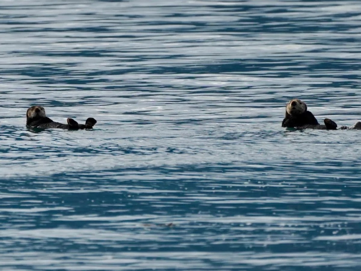 Two sea otters floating on their backs in calm blue water.