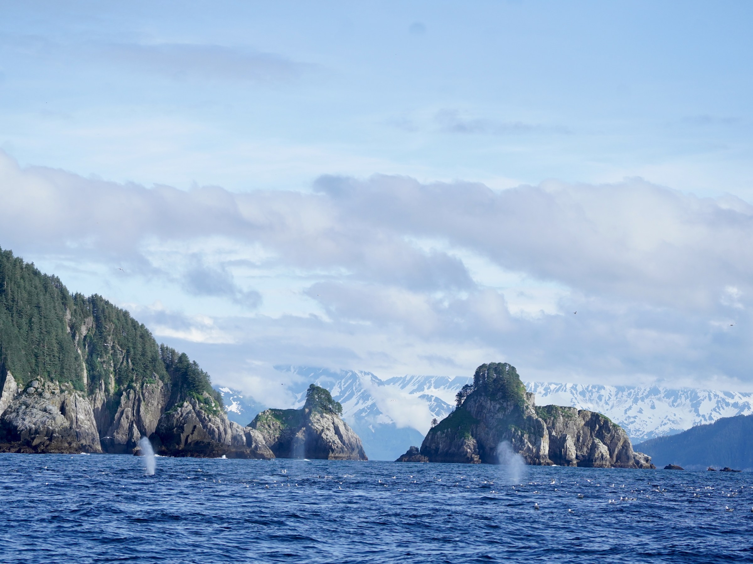Ocean with forested islands and whale spouts, snow-capped mountains in background under a cloudy sky.
