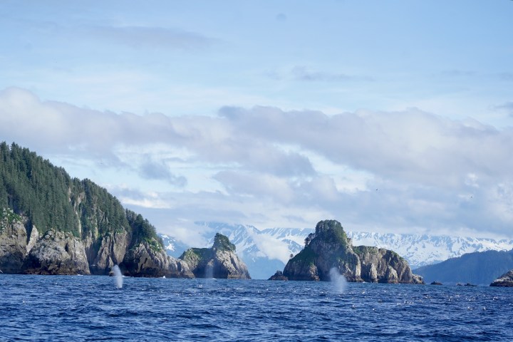 Ocean with forested islands and whale spouts, snow-capped mountains in background under a cloudy sky.