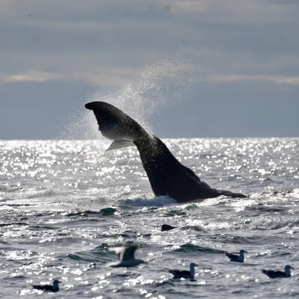 Whale tail splashing in ocean with birds flying above and cloudy sky.