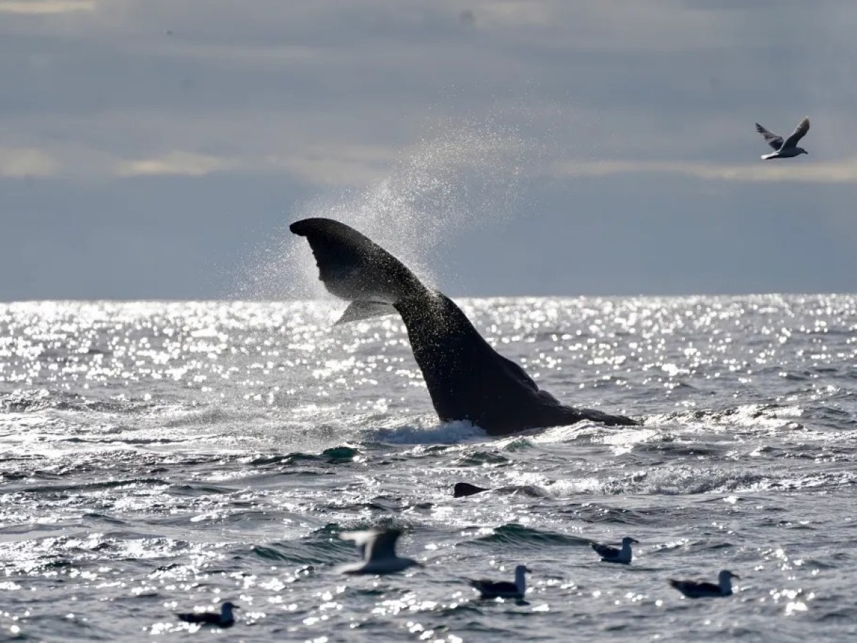 Whale tail splashing in the ocean with birds flying and floating nearby under a cloudy sky.