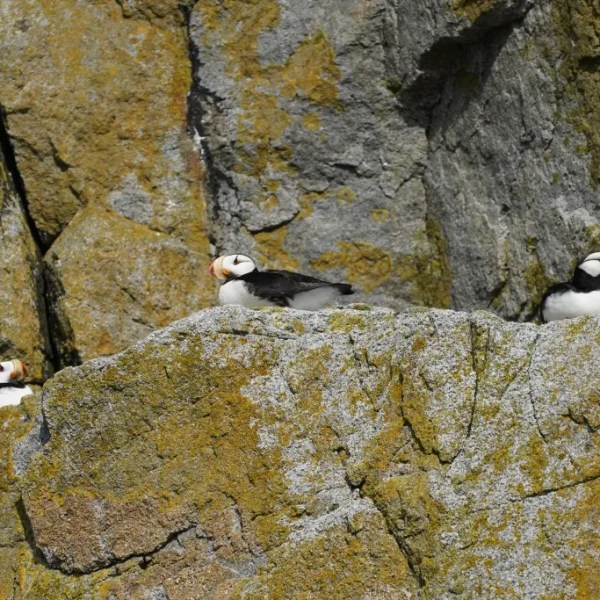 Three puffins standing on a rocky cliff with lichens.