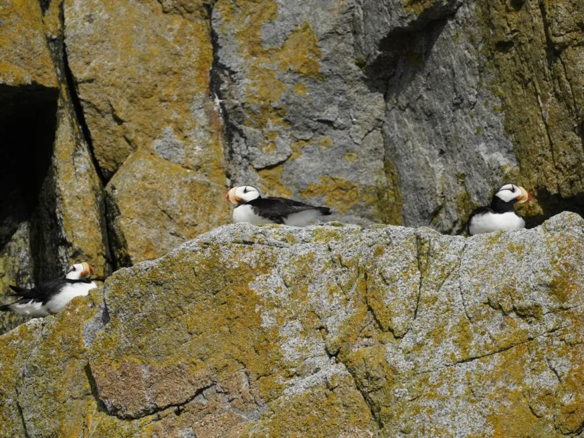 Three puffins perched on rocky cliff with moss.
