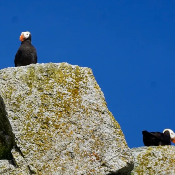 Two puffins perched on rocky cliff under clear blue sky.