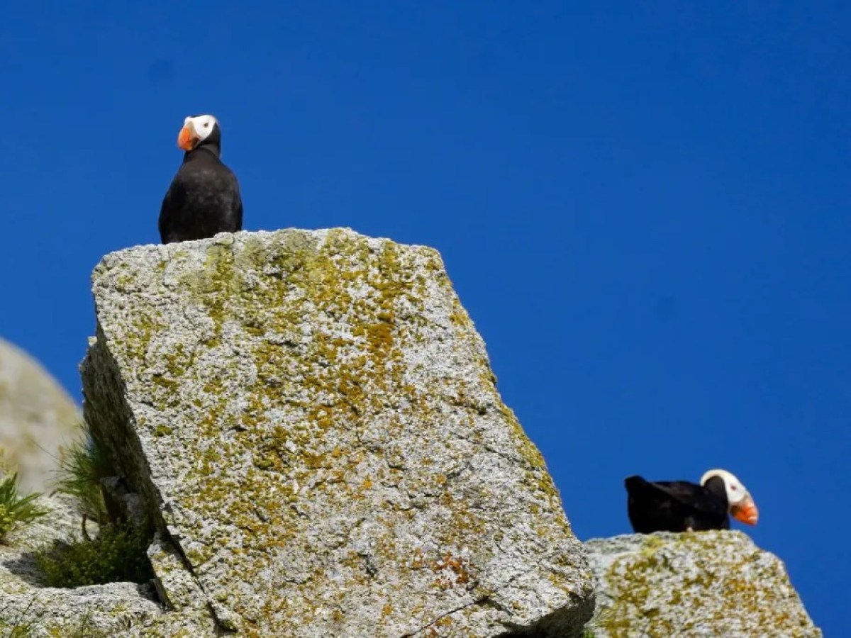 Two puffins perched on rocks under a clear blue sky.