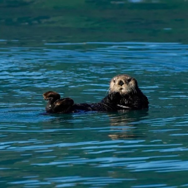 Sea otter floating on its back in calm blue water.
