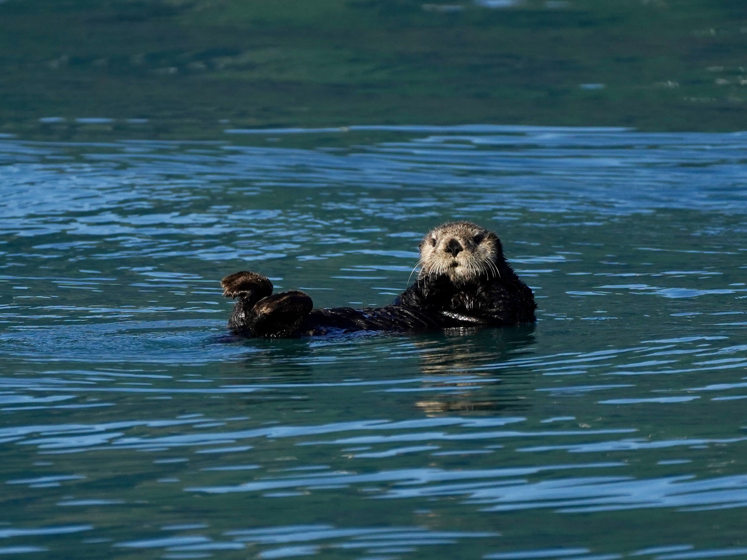 Otter floating on its back in calm, blue water.