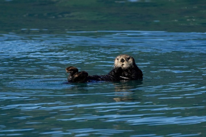 Otter floating on its back in calm, blue water.