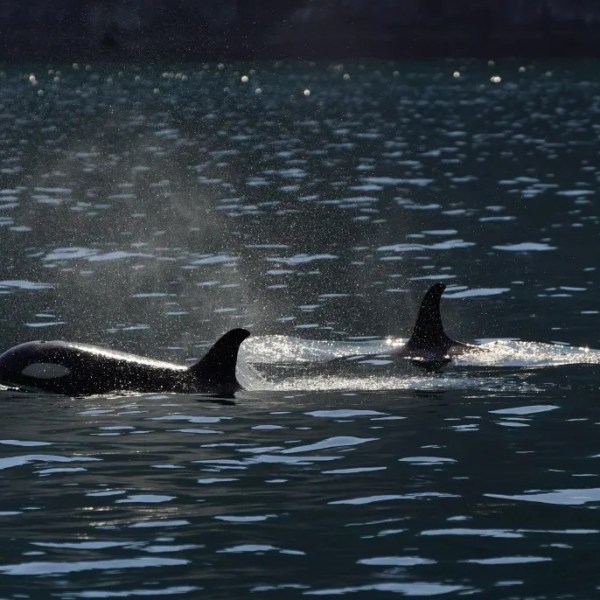 Two orcas swimming in sunlit water with mist from their blowholes.