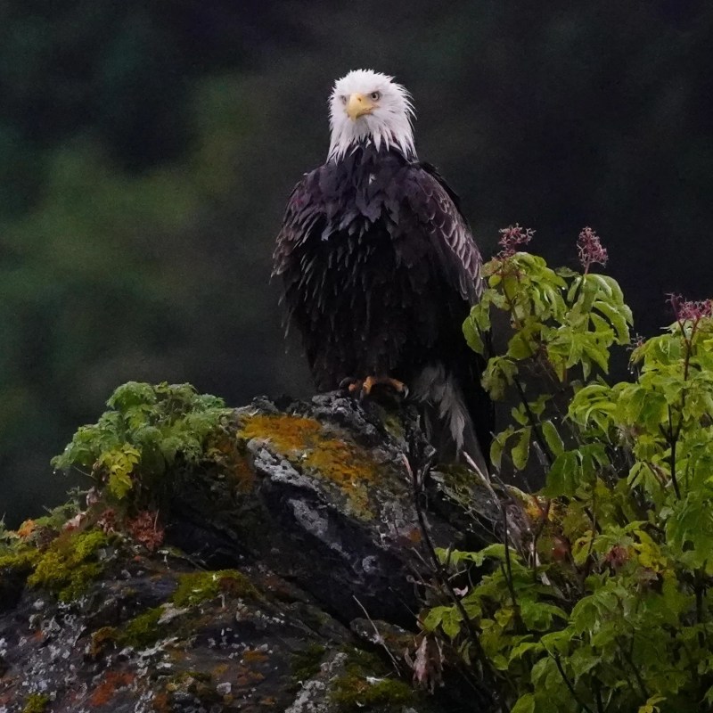 Bald eagle perched on rock surrounded by green foliage on a dark background.