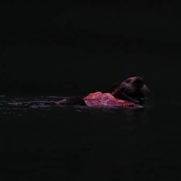 Otter swimming at night with food on its belly, dark water background.