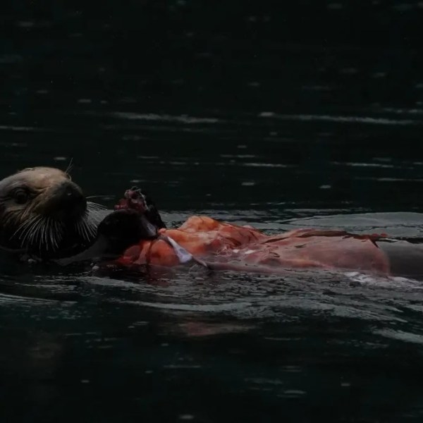 Otter floating on water holding a reddish-orange object, possibly prey.