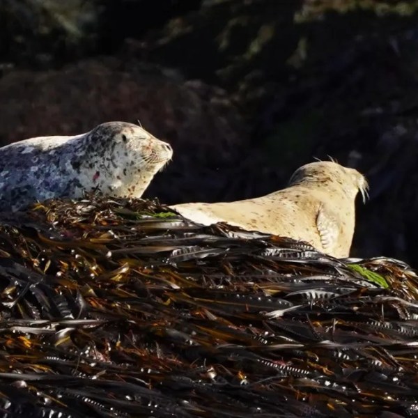 Two seals resting on seaweed-covered rocks.