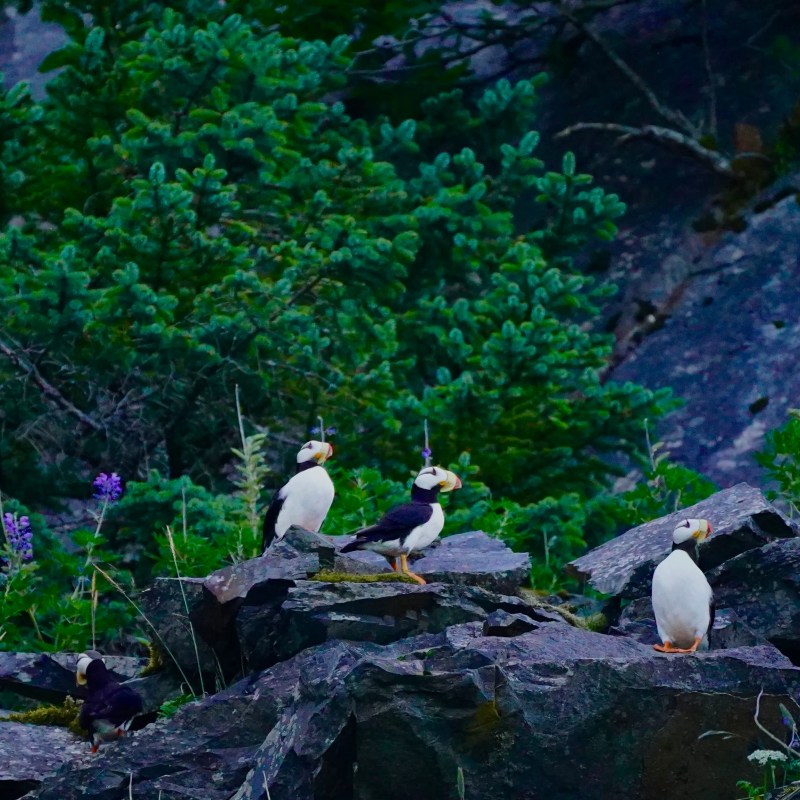 Four puffins perched on rocky outcrop surrounded by green foliage.