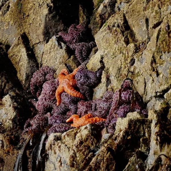 Orange and purple starfish clustered on a rocky surface