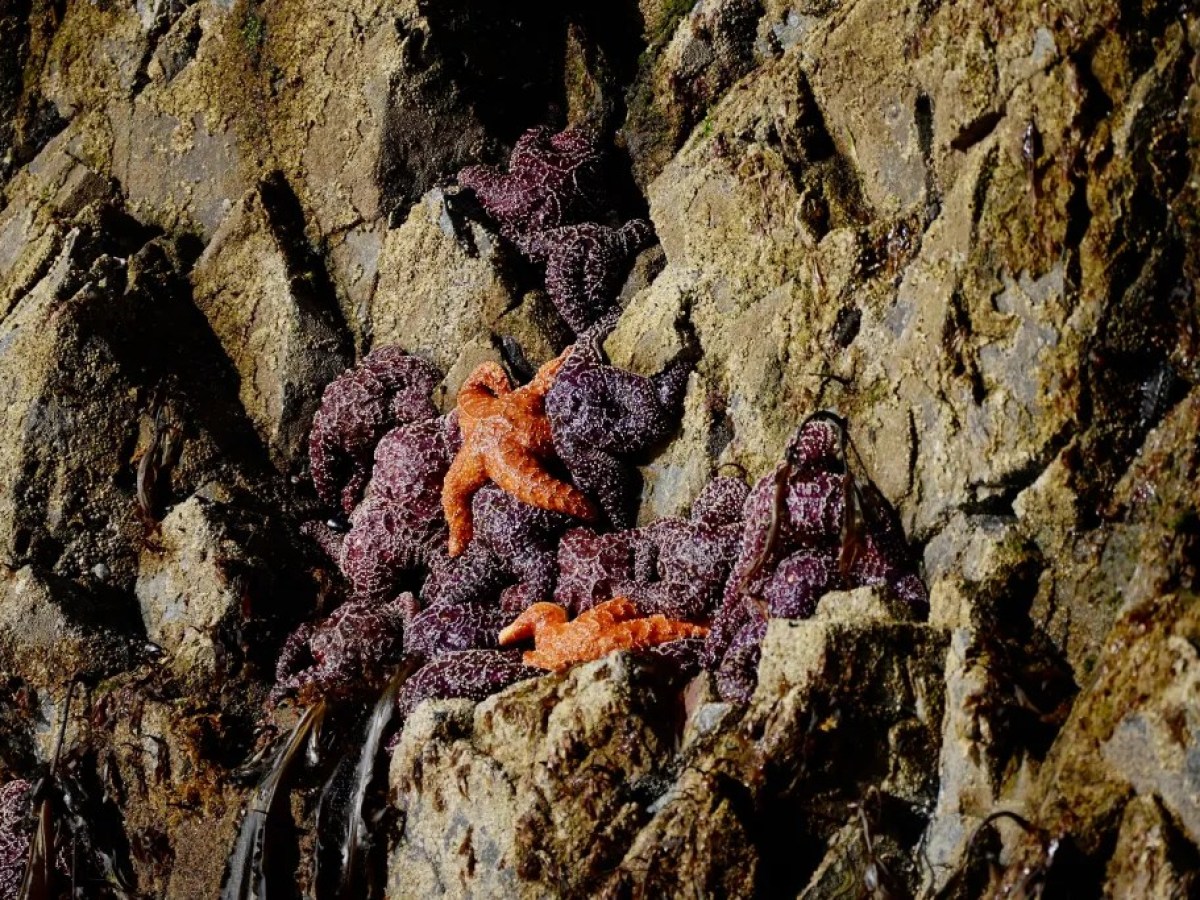 Purple and orange starfish clinging to a rocky surface.