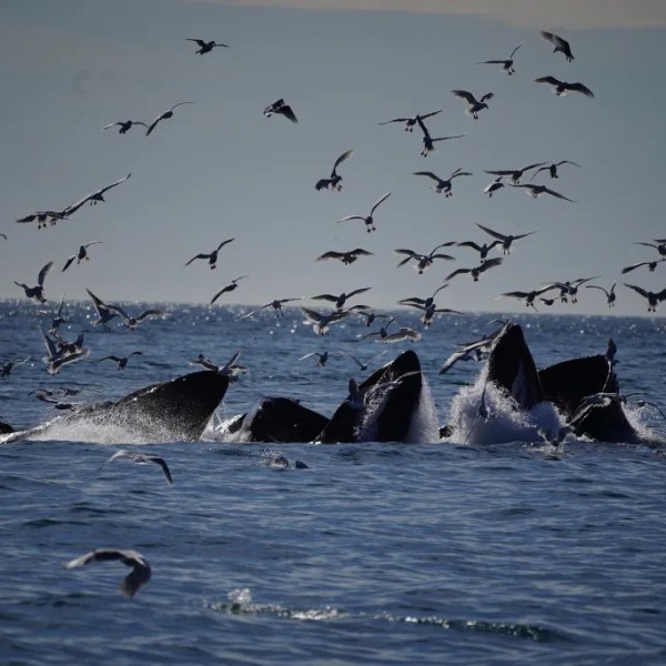 Seagulls fly over surfacing whales in the ocean.