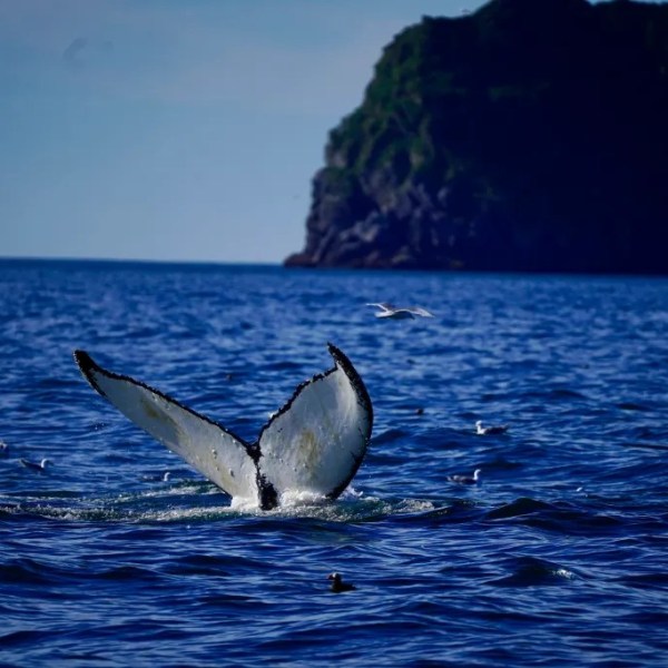 Whale tail above ocean surface with birds flying and rocky island backdrop.