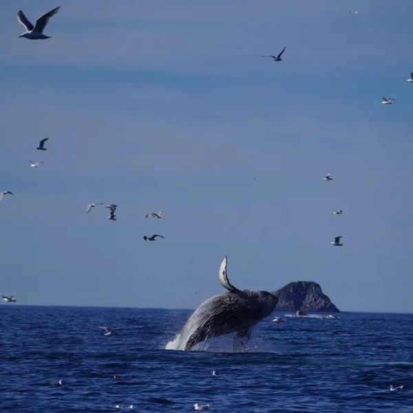 Whale breaching surrounded by birds, with a rocky island in the background.