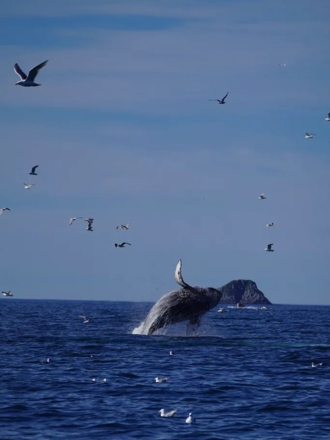 Whale breaching surrounded by birds, with a rocky island in the background.