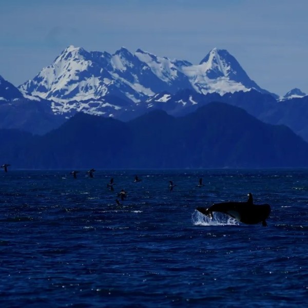Whale breaching in ocean with snowy mountains in background under a clear sky.