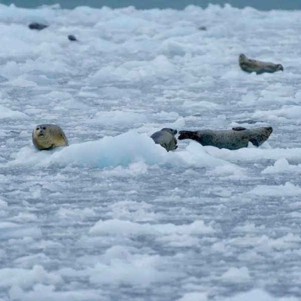 Seals resting on scattered ice floes in a cold, icy sea landscape.