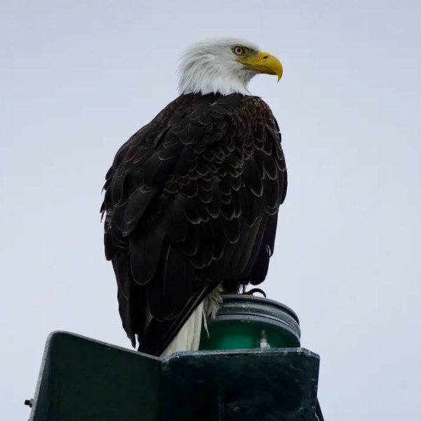 Bald eagle perched on a green structure against a gray sky.