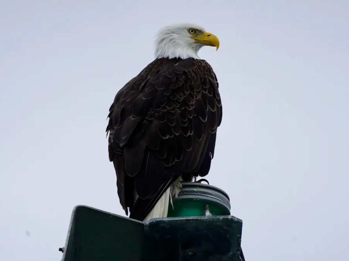 Bald eagle perched on a green metal post against a gray sky.