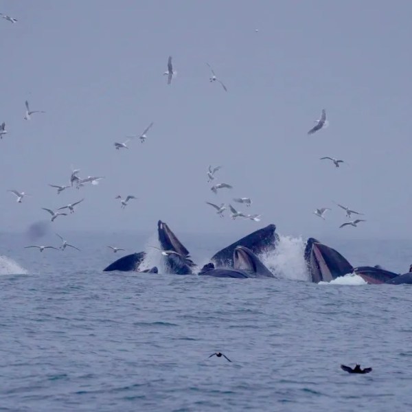Multiple whales surfacing with open mouths surrounded by seagulls over ocean waves.