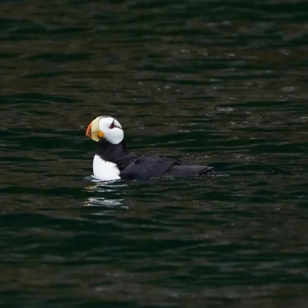 Puffin floating on dark water with colorful beak and black and white feathers.