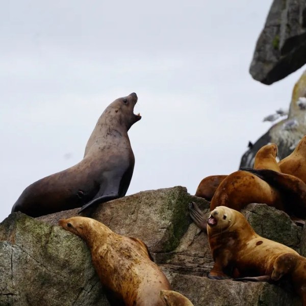 Group of sea lions resting on rocky cliffs with overcast sky.