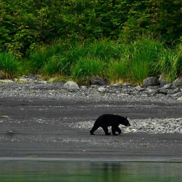 Black bear walking along a rocky shoreline with lush green grass in the background.