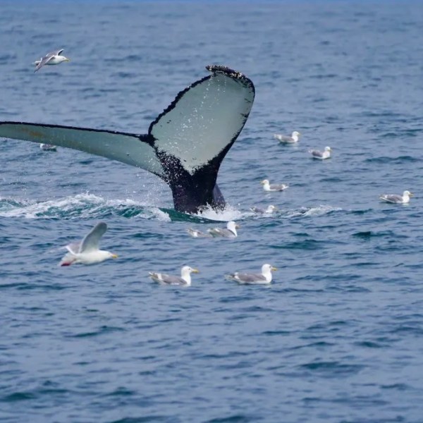 Whale tail emerging from ocean surrounded by seagulls.