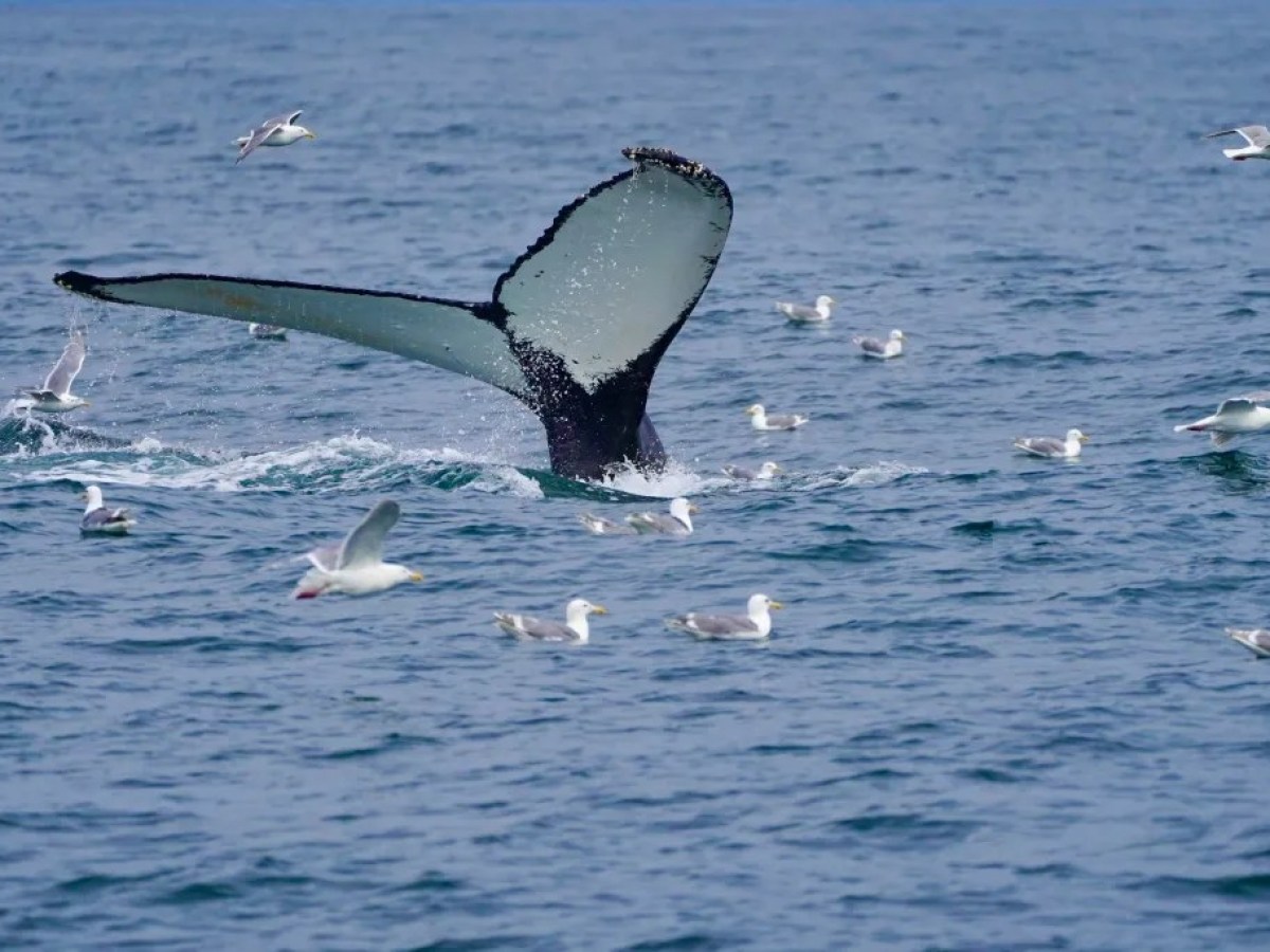 Whale tail above water surrounded by seagulls in the ocean.