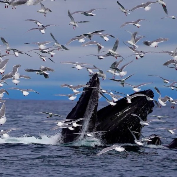 Humpback whales surfacing with open mouths surrounded by a flock of seagulls over ocean waters.