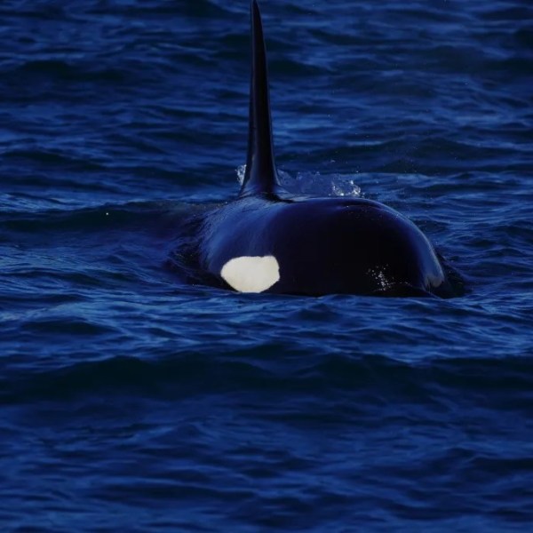 Orca swimming with dorsal fin above dark blue ocean water.