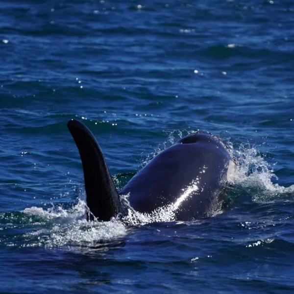 A whale swimming with its dorsal fin above the water's surface in a blue ocean.