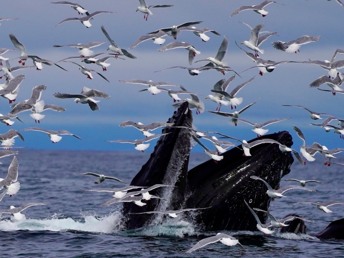 Humpback whales breaching among a flock of flying seagulls in the ocean.