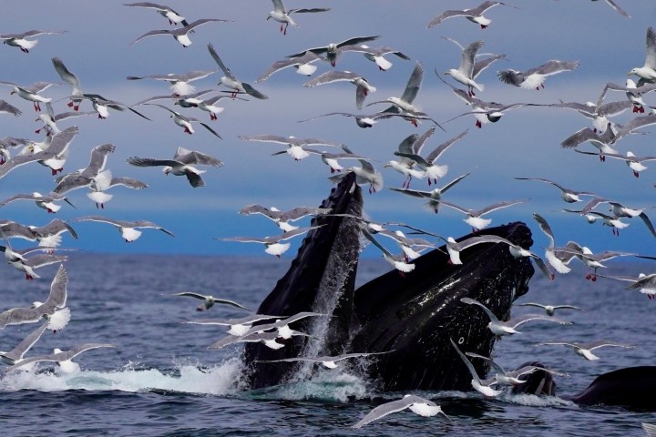 Humpback whales breaching among a flock of flying seagulls in the ocean.