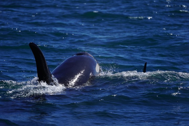 Orca swimming in dark blue ocean water, partially submerged.