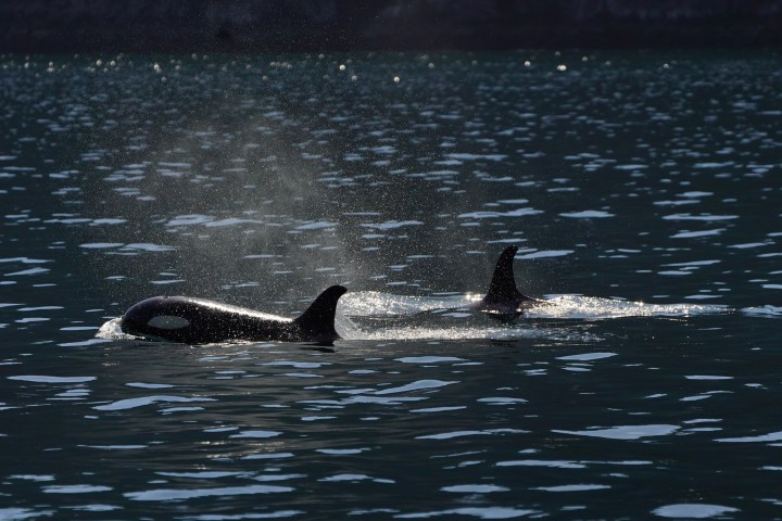 Two orcas surfacing in a calm, sunlit body of water.