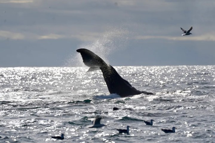 Whale tail splashing in ocean with birds flying, under cloudy sky.