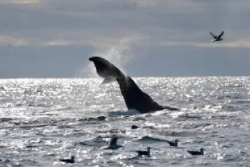 Whale tail above water with birds flying and floating in the ocean.