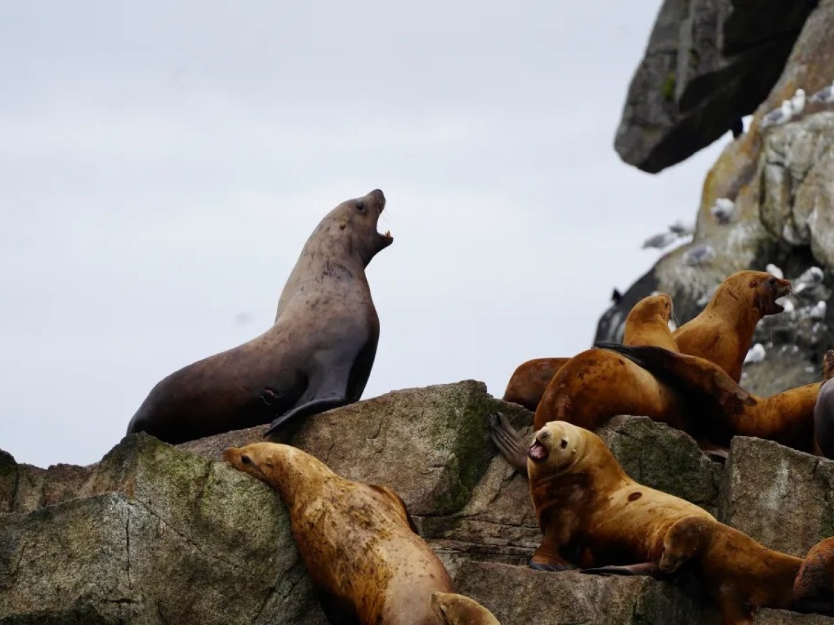 Sea lions resting on rocky shore, one vocalizing, with birds in background.