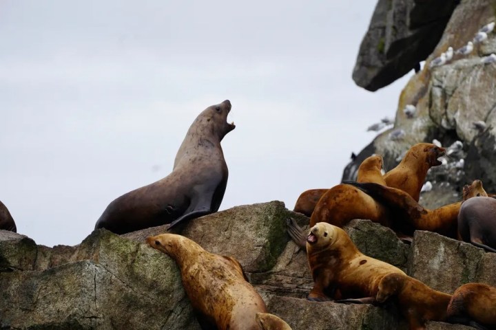 Sea lions resting on rocky shore, one vocalizing, with birds in background.