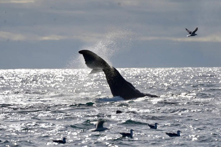 Whale tail splashing in ocean with birds flying around on a cloudy day.
