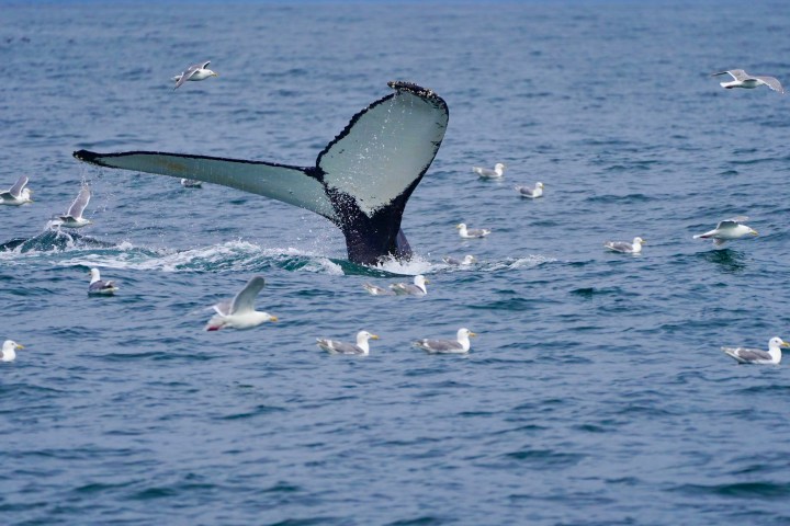 Humpback whale tail above water surrounded by seagulls.